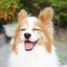 本日のぽんつよさん's profile picture