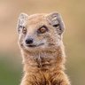 Mr_Mongoose 的头像