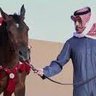 Фото профиля ناصر القريشي