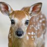 AppleElsi 🦌 エルシ🐍✨ 的头像