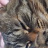 まめこ profil fotoğrafı