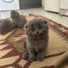 Фото профиля Emree
