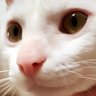 さなり's profile picture