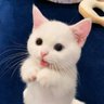 比特阿普 profil fotoğrafı