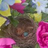 WVRhododendron's profile picture