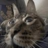 gonk's profile picture