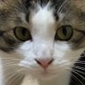 Фото профиля ねこ