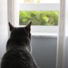 Cholley_doo's profile picture