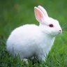 Profilbild von Little White Rabbit Co.Ltd