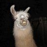 StonedAlpaca's profile picture