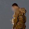 Фото профиля Hussein Ayoub