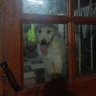sonido profil fotoğrafı