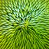 biwaho's profile picture