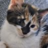 AceFN profil fotoğrafı