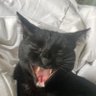 BlackCat🐾 的头像