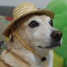 cachorro de chapéuzinho profil fotoğrafı