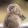 Profilbild von StackedHyrax