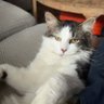 Franz the Cat's profile picture