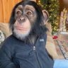 bhgoat 😾✊️ (aigri)'s profile picture
