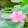Фото профиля みことら