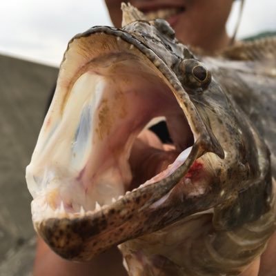 odekopikkari's profile picture