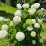 Profilbild von 紫陽花