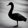 Фото профиля Igor Babuschkin