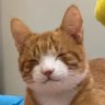 橘猫 profil fotoğrafı