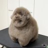 Okooks's profile picture