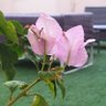 الباحث profil fotoğrafı