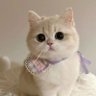 Фото профиля Cat 🐈