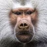 africanbabun profil fotoğrafı