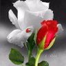 Profilbild von ابن الع—-راق