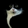 Фото профиля Opinión de Gato 😁🐈⬛