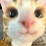 Profilbild von Ediliizard