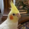 mizo_mizo06's profile picture