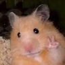 Фото профиля hamsterwew
