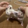 Britnyjen 的头像