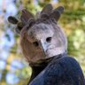 Jatayu29's profile picture