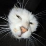Фото профиля hooman bean