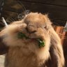 Profilbild von pani bunny 🐇🐰