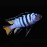 elongatus mpanga's profile picture