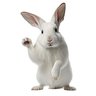 Profilbild von Lapin blanc