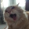 kungfucatz profil fotoğrafı