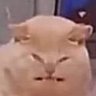 salty gecko's profile picture