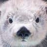 いももち🦦's profile picture