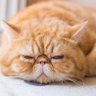ちゅぱかぶら profil fotoğrafı