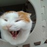 ぬこお嬢の下僕(#)🐷☪🐣👆😿🐱🦈 的头像