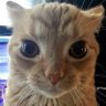 Фото профиля Legally Tweaking