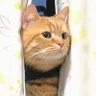 Фото профиля 猫の下僕(別名：猫まっしぐら🐱)
